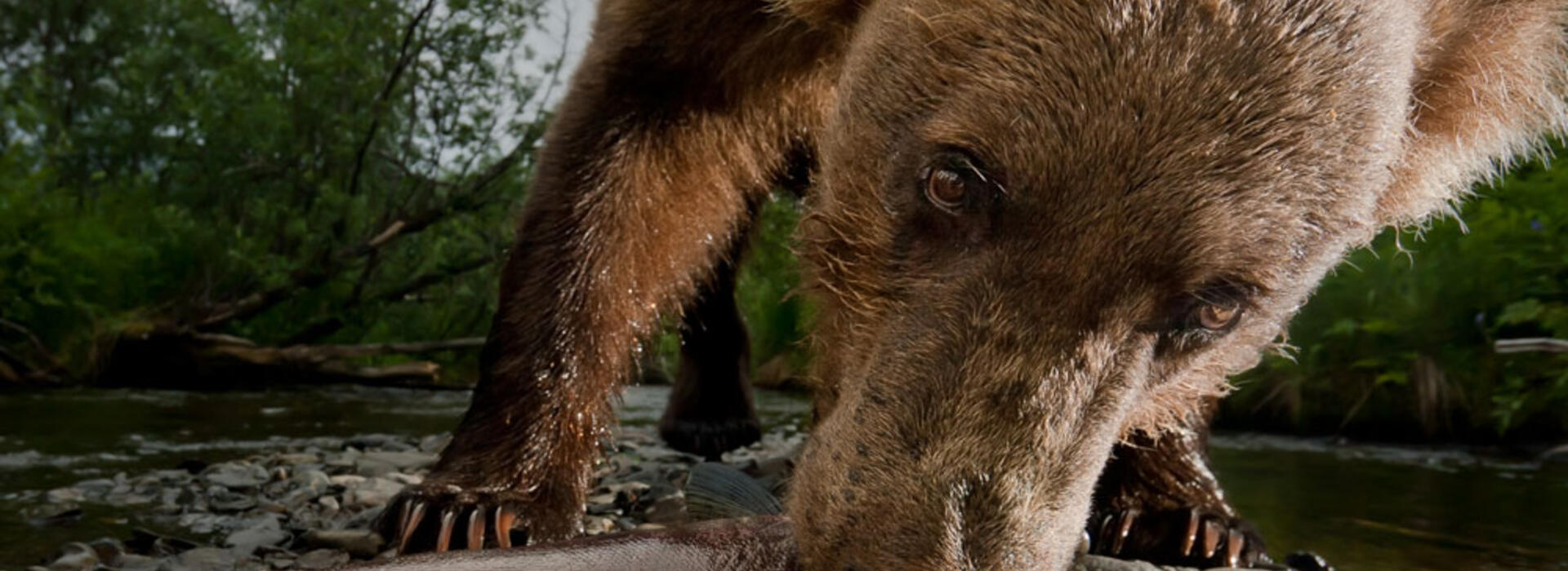 Brown bear eats a salmon in Alaska