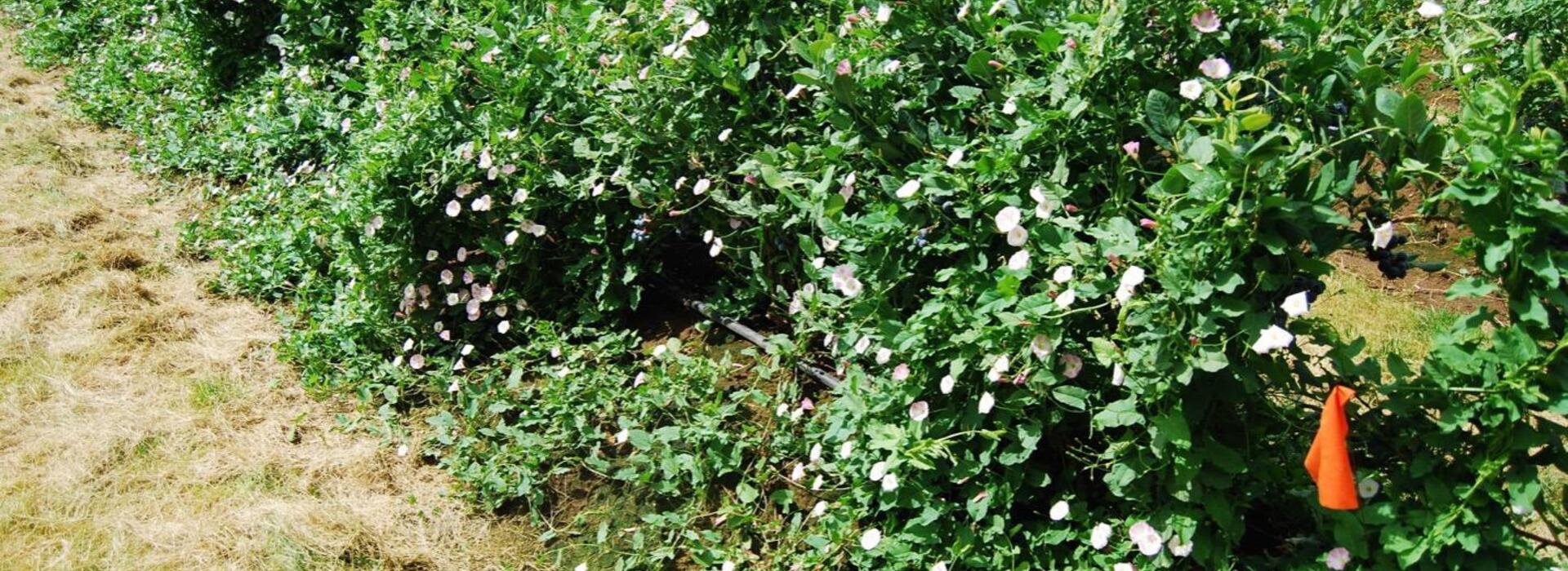 Bindweed grows along the ground until it contacts other plants or structures, and it spreads over anything in its path.