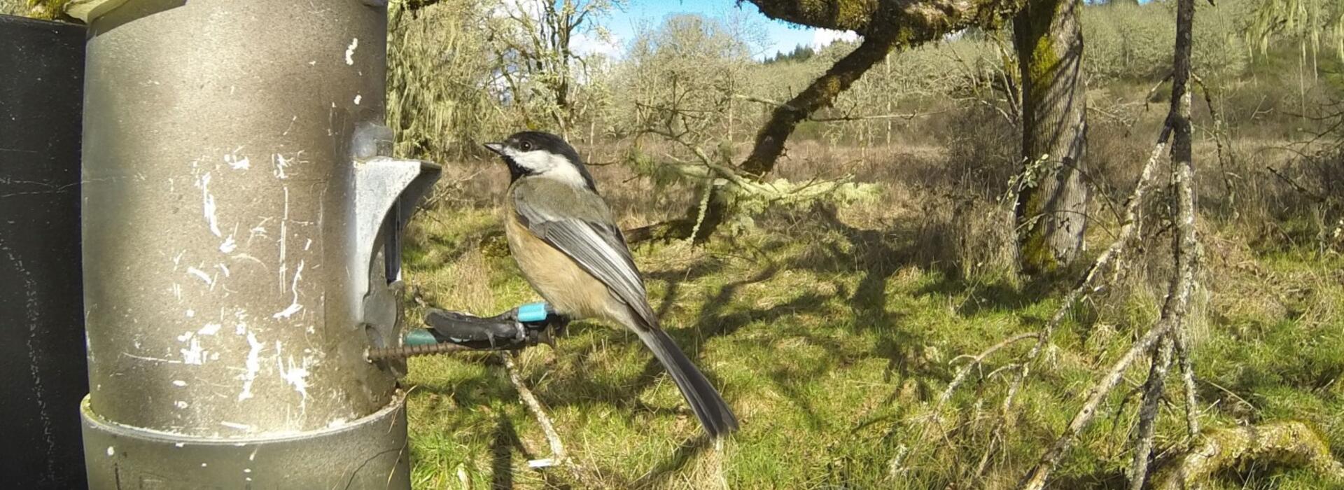 Black-capped chickadee