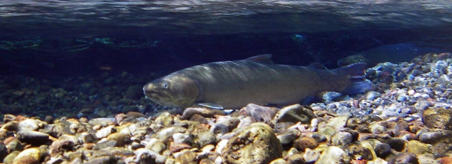 Bull trout