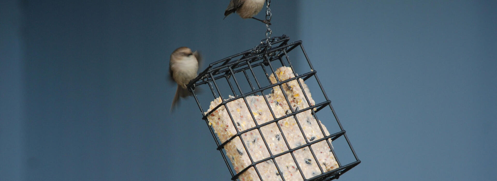 Small birds visit a block of suet in a feeder.