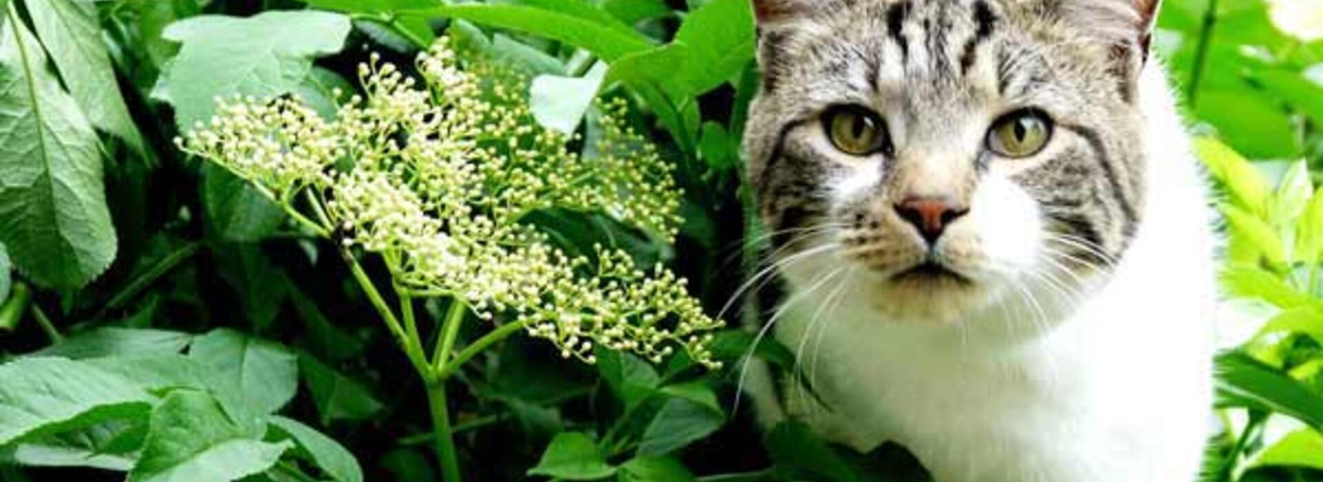 Cat in the garden