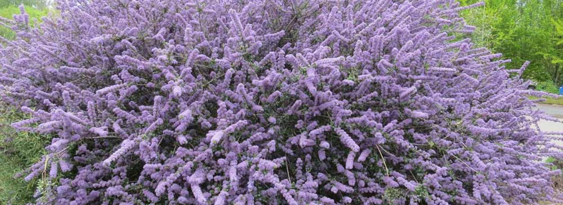 Ceanothus