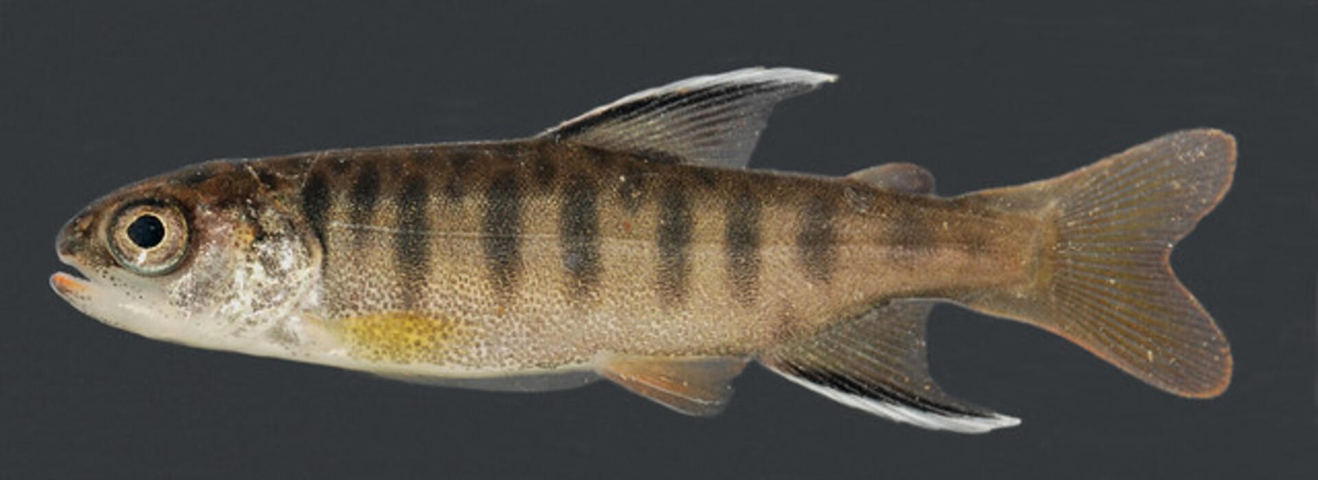 Juvenile coho salmon