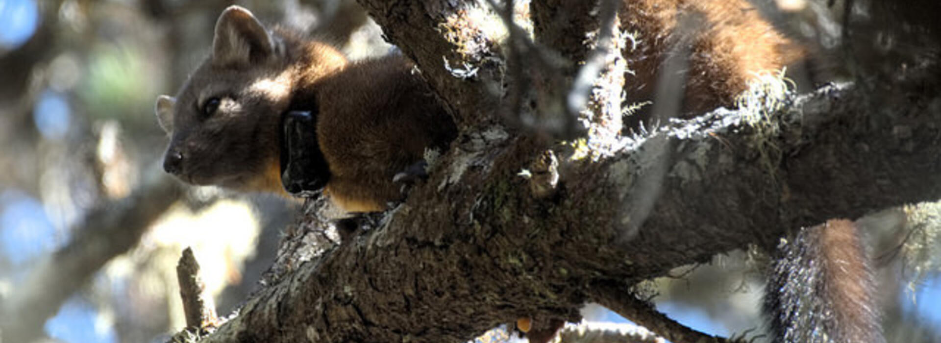 A male coastal marten in the Oregon Dunes wears a radio collar attached by researchers. 