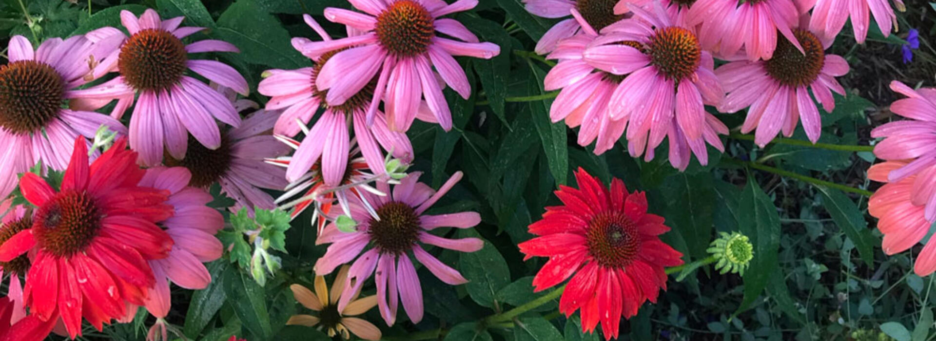 coneflower