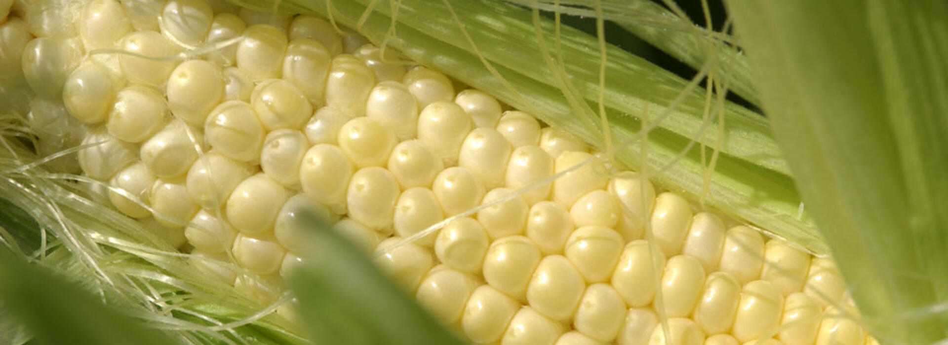 Corn