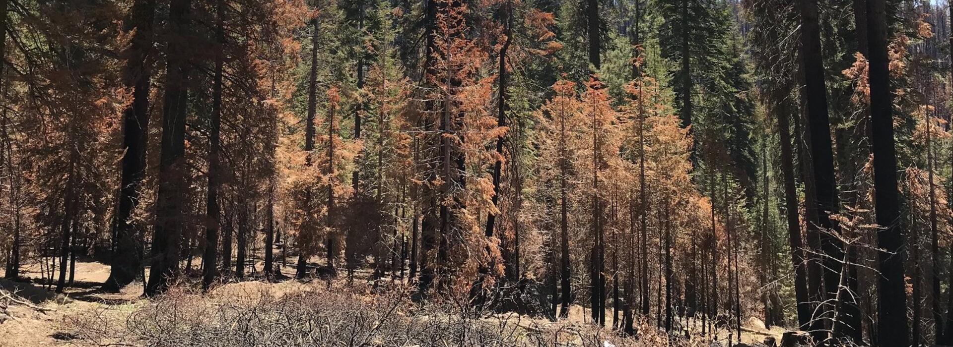 After the Creek Fire