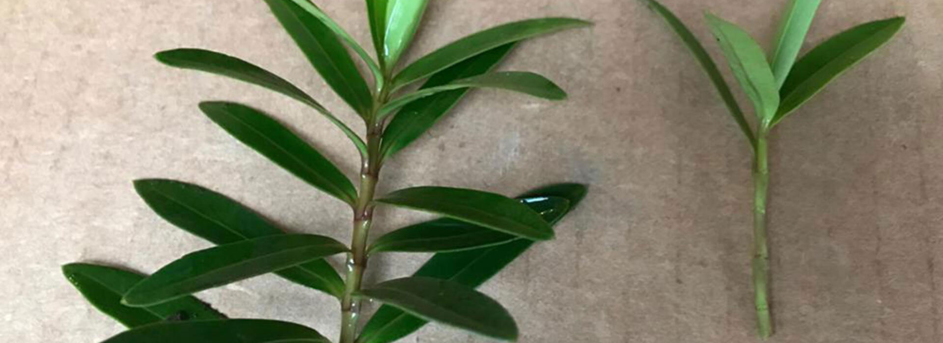 plant cuttings
