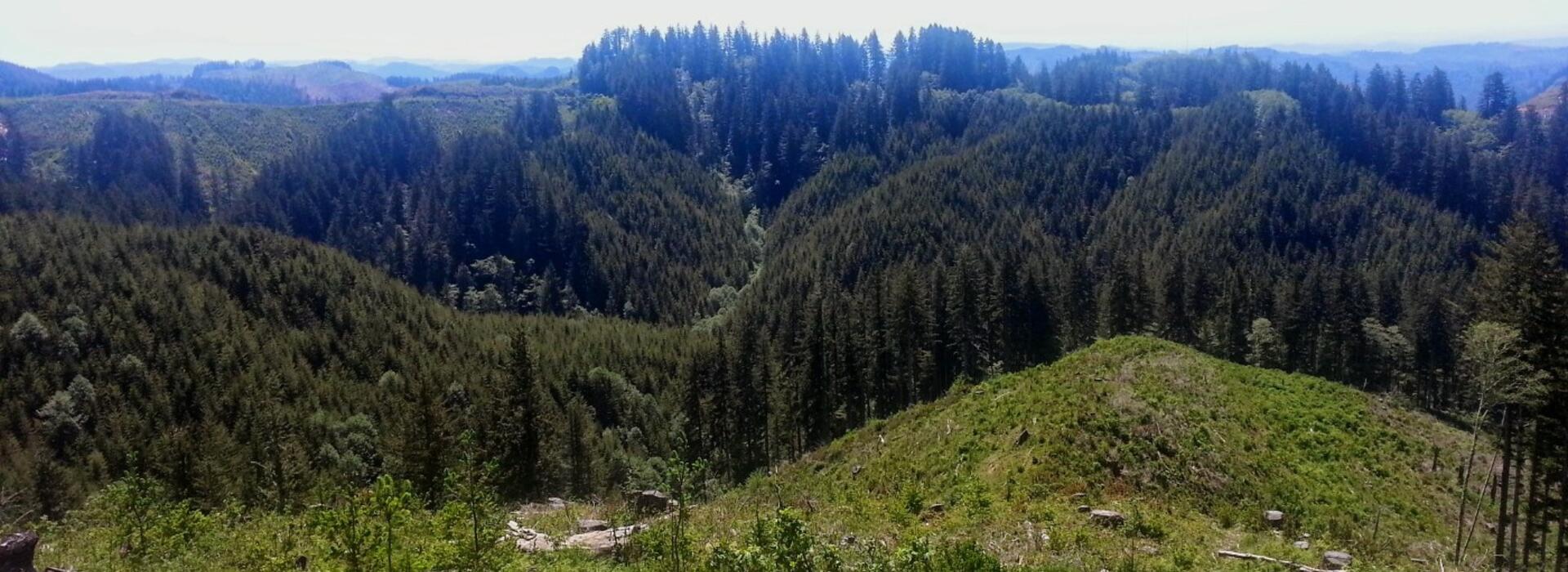 Elliott forest