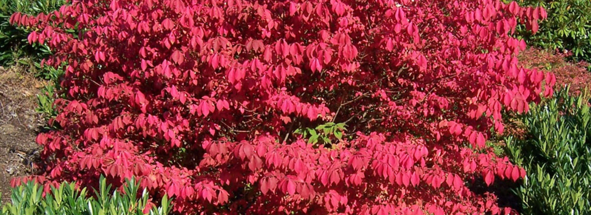 Euonymus alatus