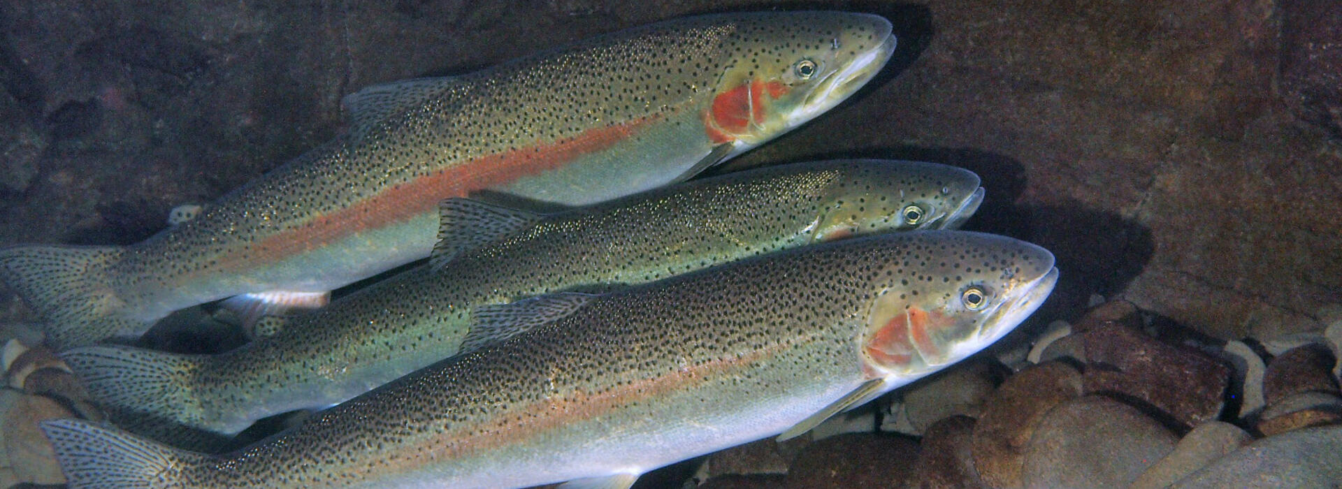 Steelhead