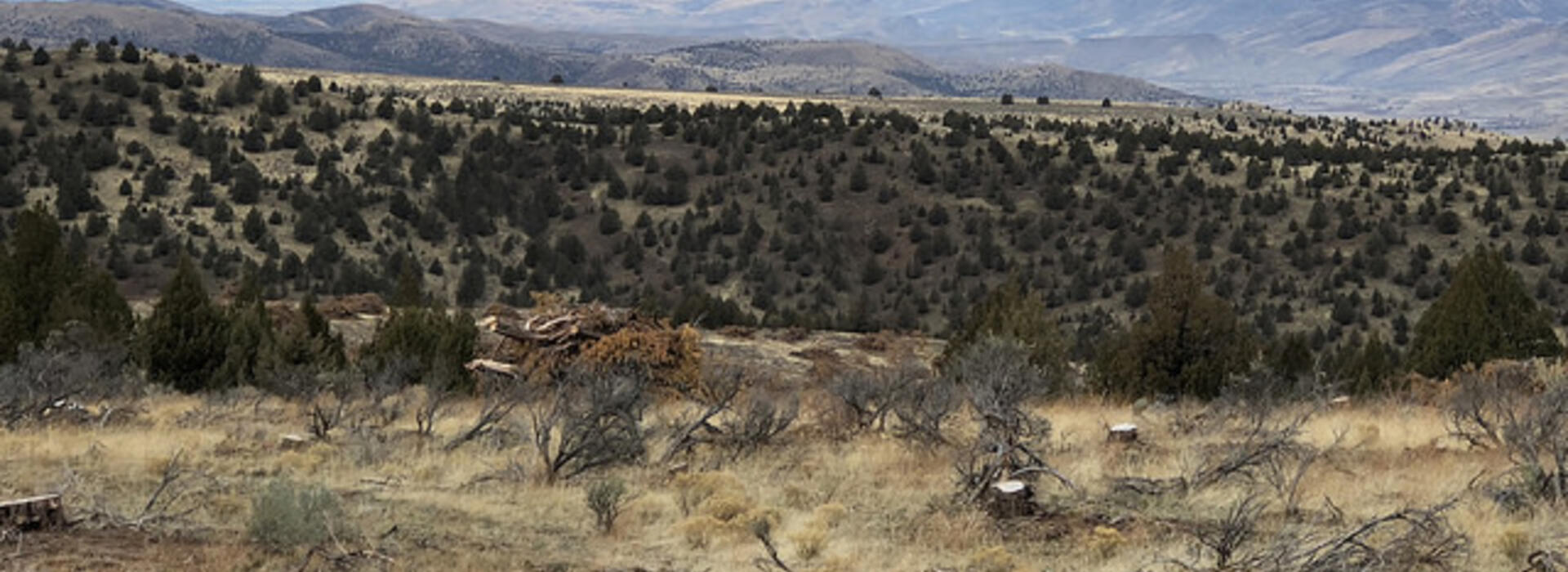 Juniper was cut down in 2013 at Flat Creek in eastern Oregon