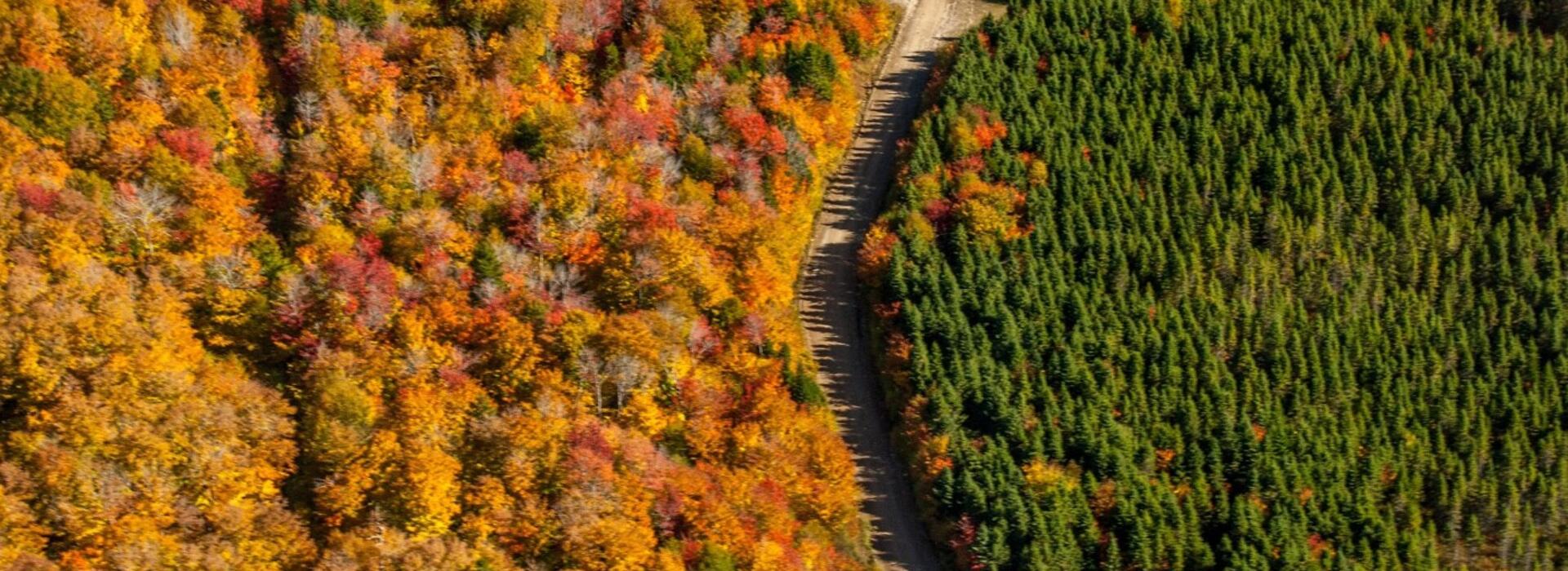 mixed forest at left, spruce plantation at right, photo by Debora Carr