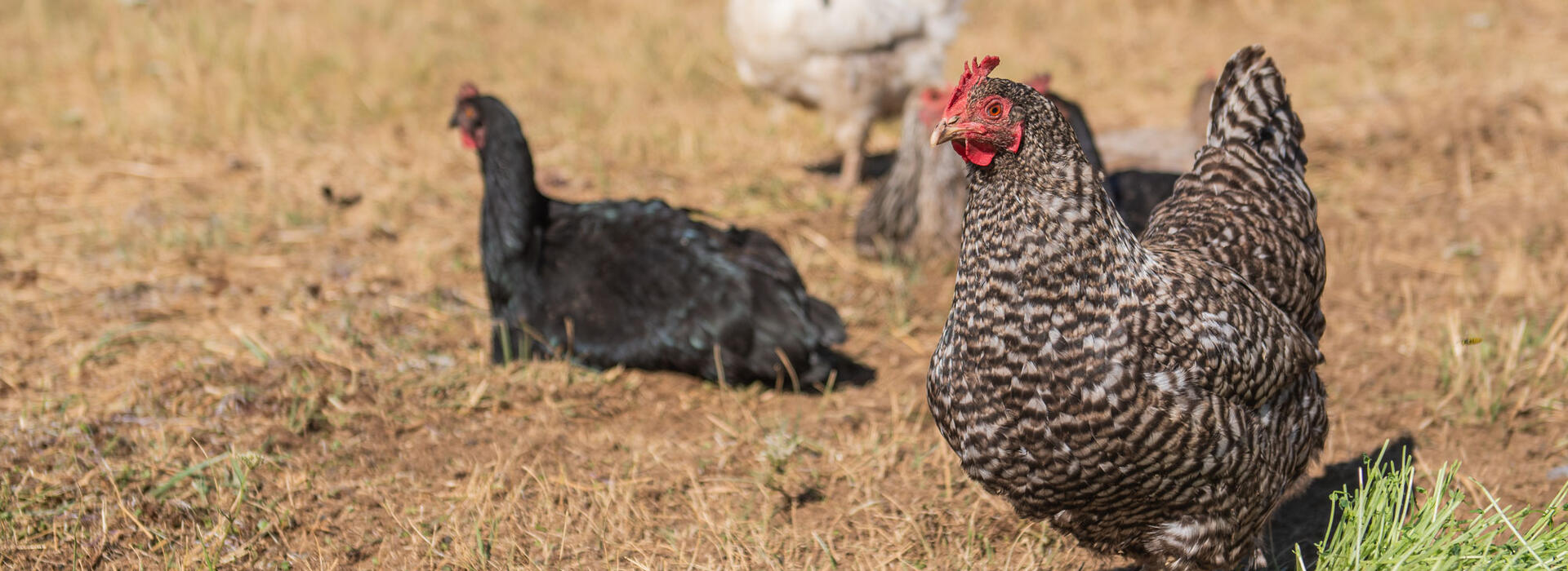 A flock of free-range laying hens graze on forage, food waste and insects.