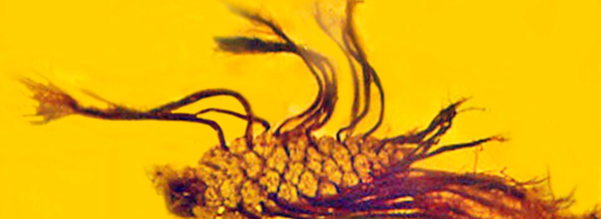 germinating fossil pine cone