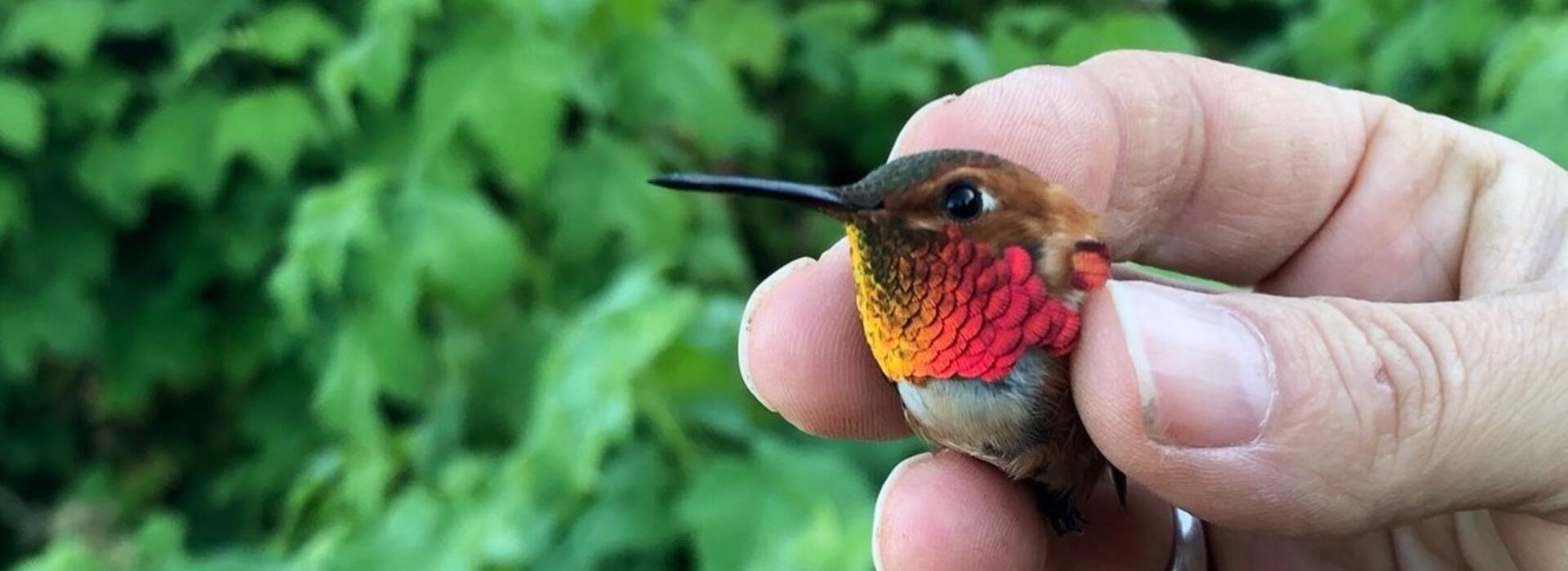 Rufous hummingbird
