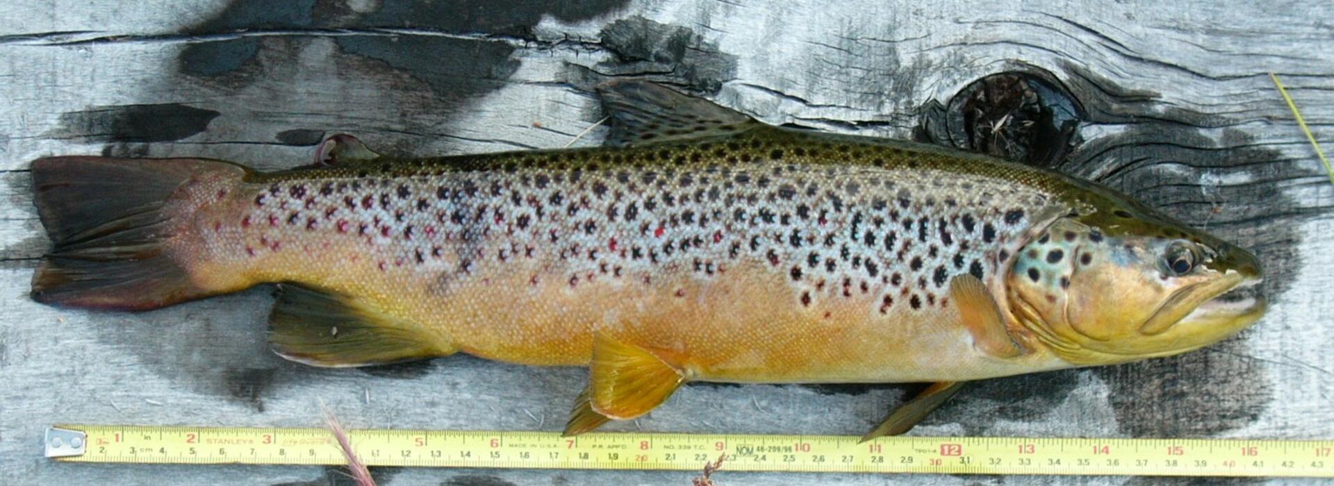 brown trout