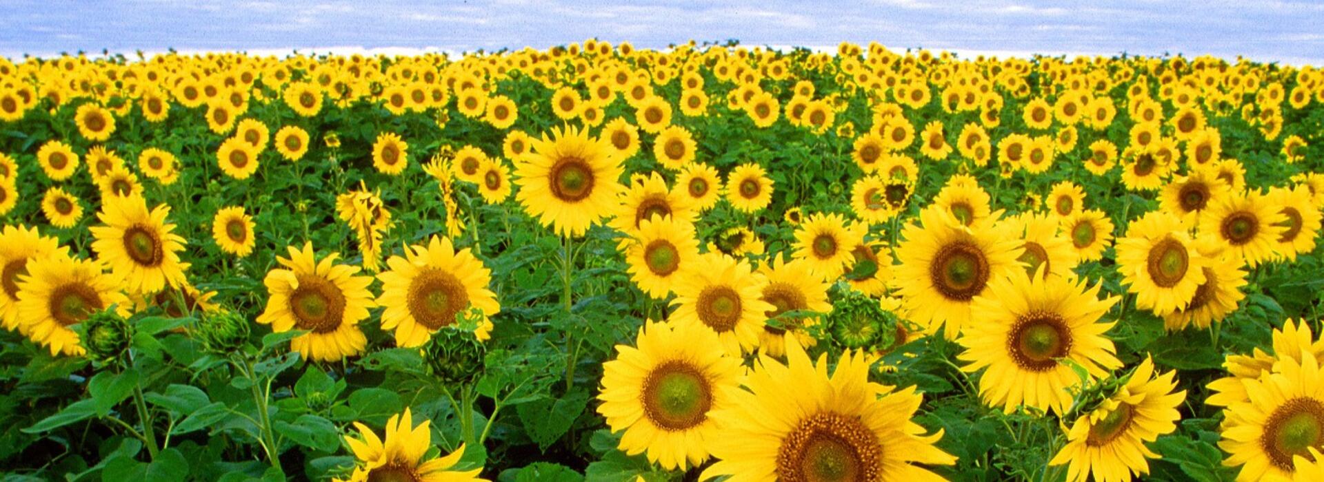 sunflowers are rich in vitamin E