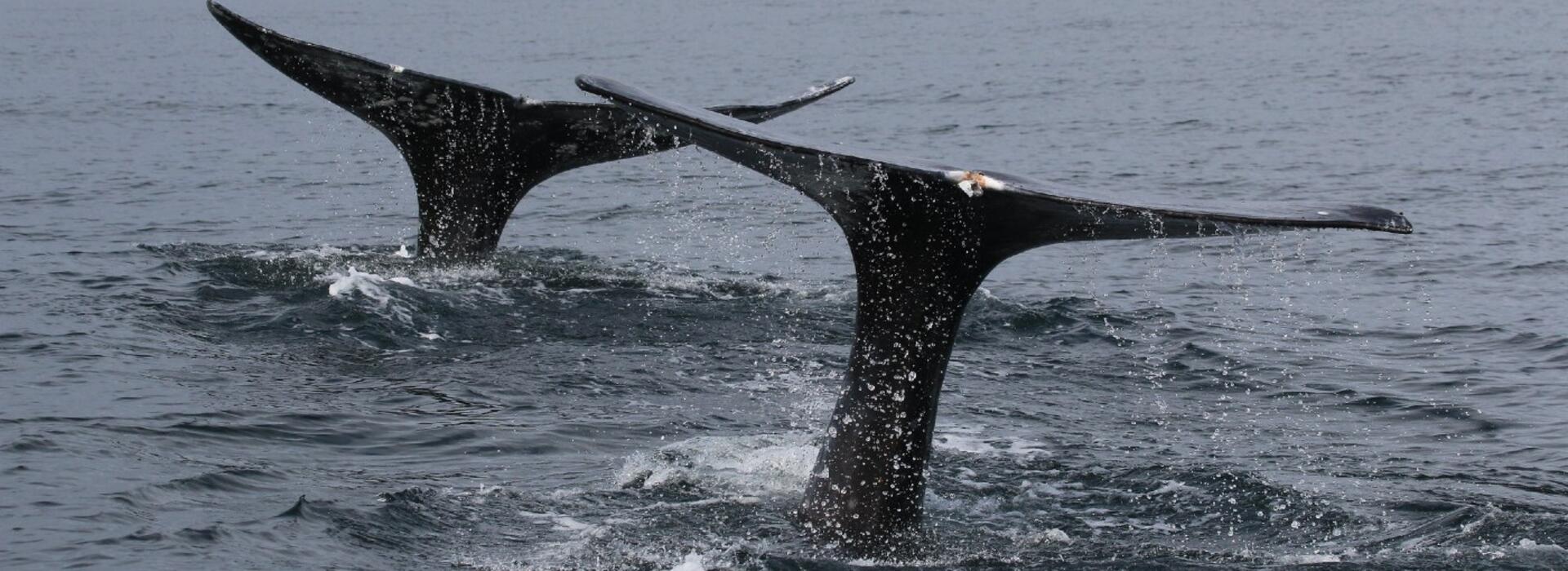 gray whales