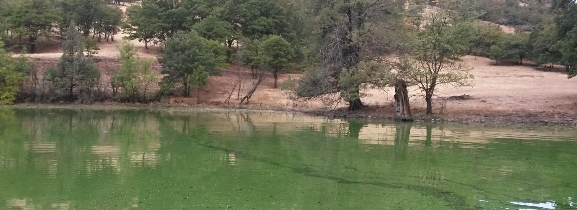 Harmful algal bloom