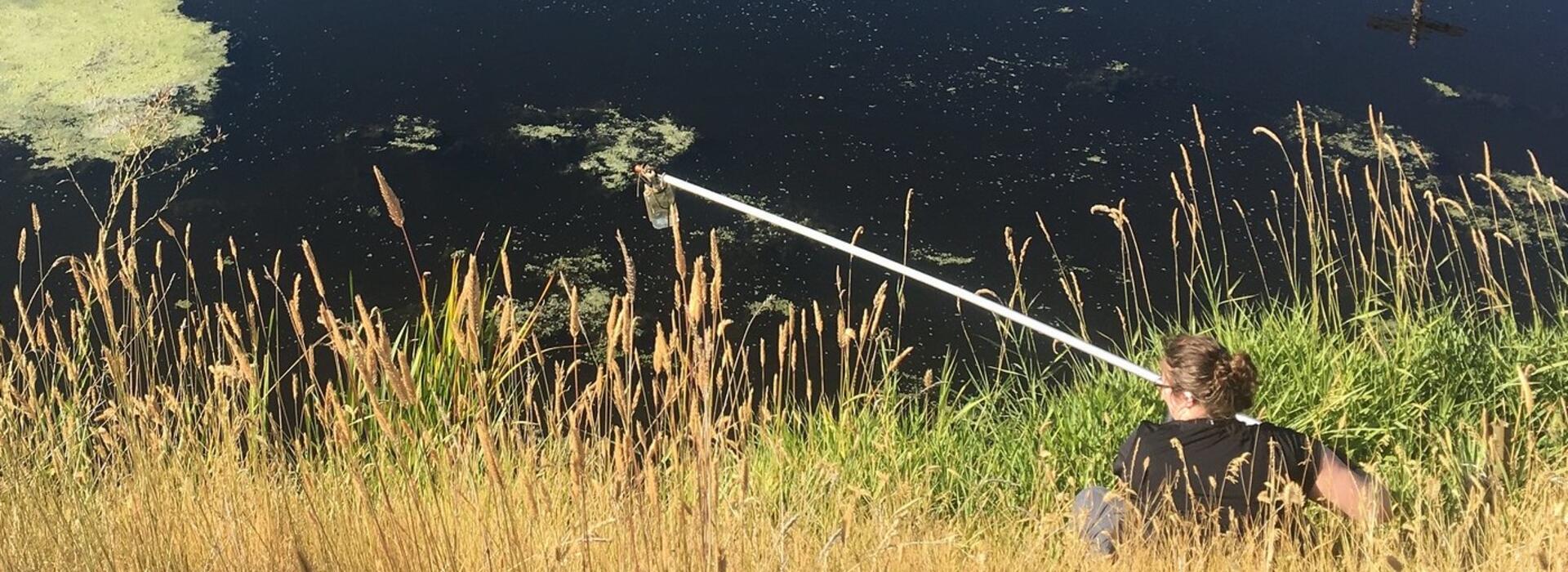 Algae sampling