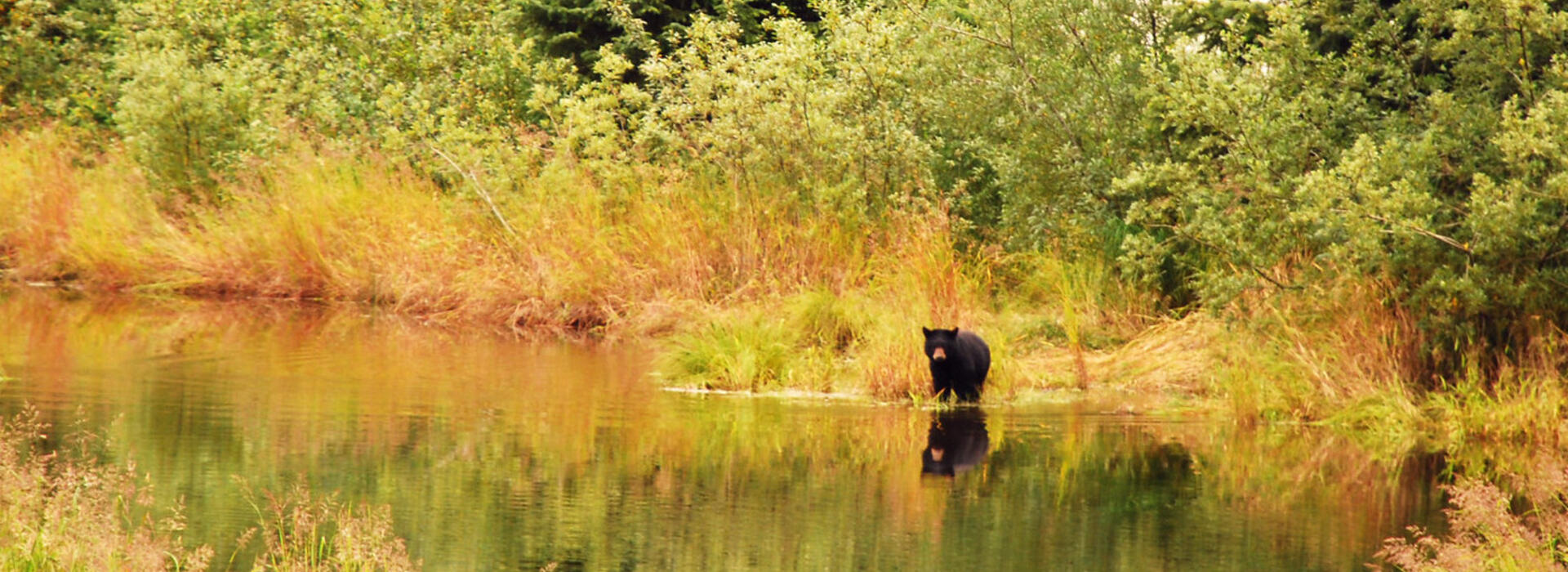 Tongass National Forest, photo by Logan Berner