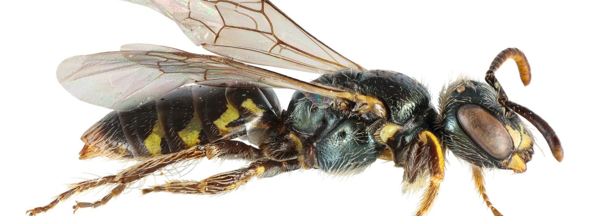  female Perdita lateral. Photo by Josh Dunlap, Oregon Department of Agriculture.