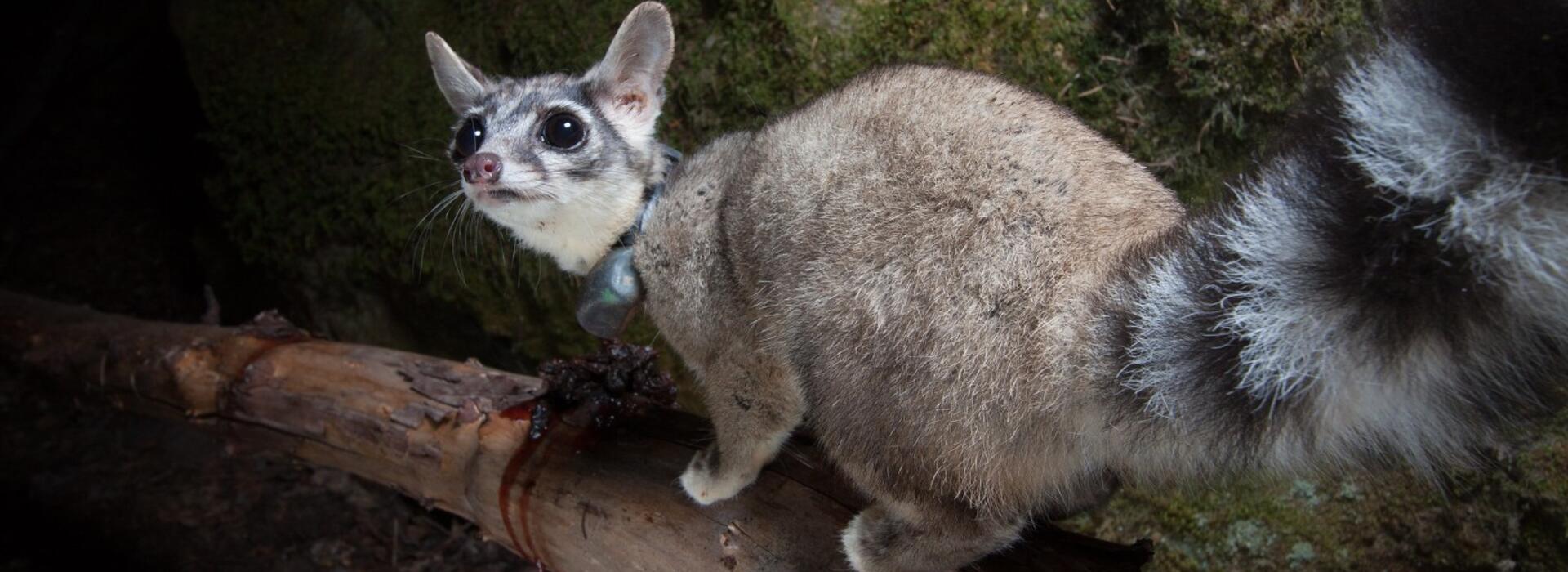Ringtail photo by Jonathan Armstrong, Oregon State University