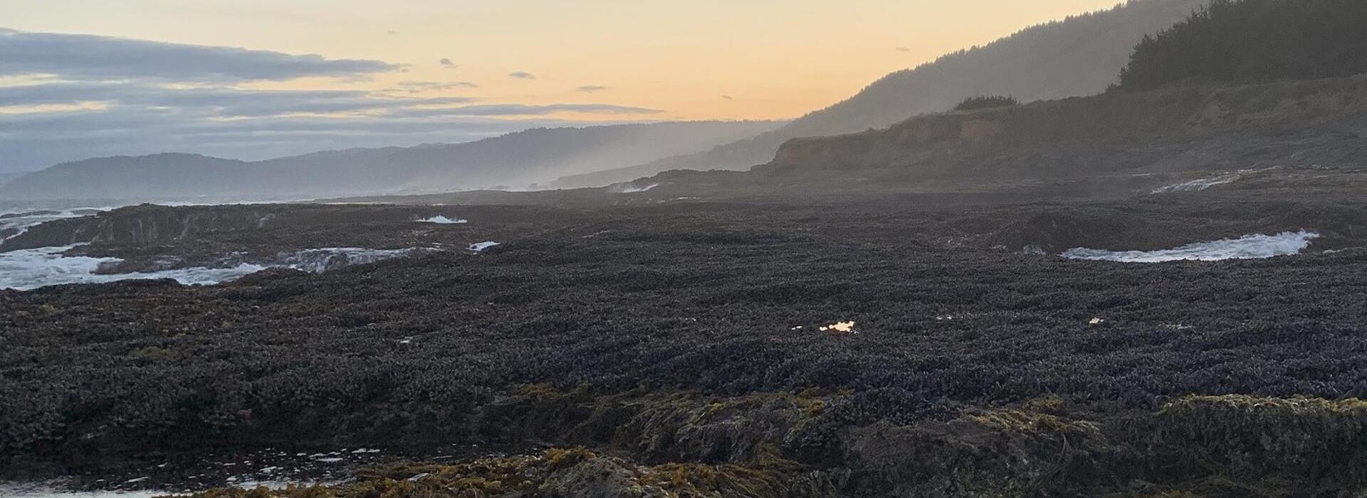 Zechariah Meunier of OSU conducts rocky shore surveys in California. Photo by Risa Askerooth.