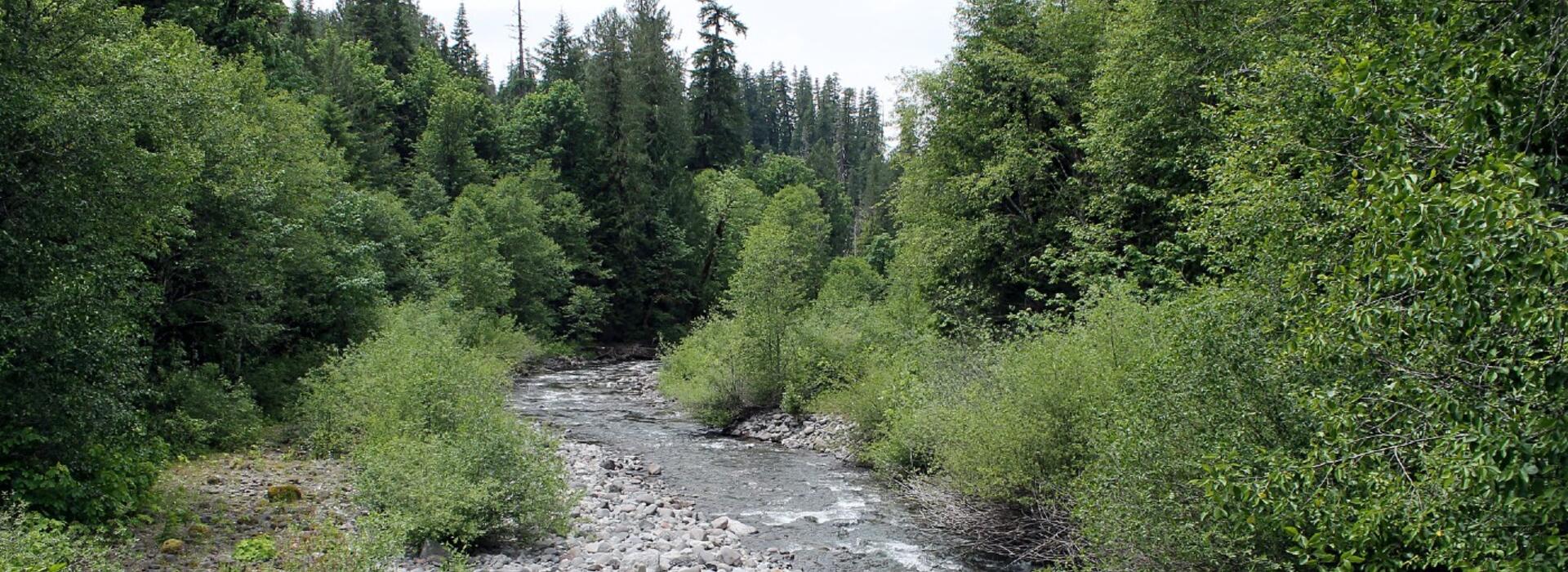 Lookout Creek