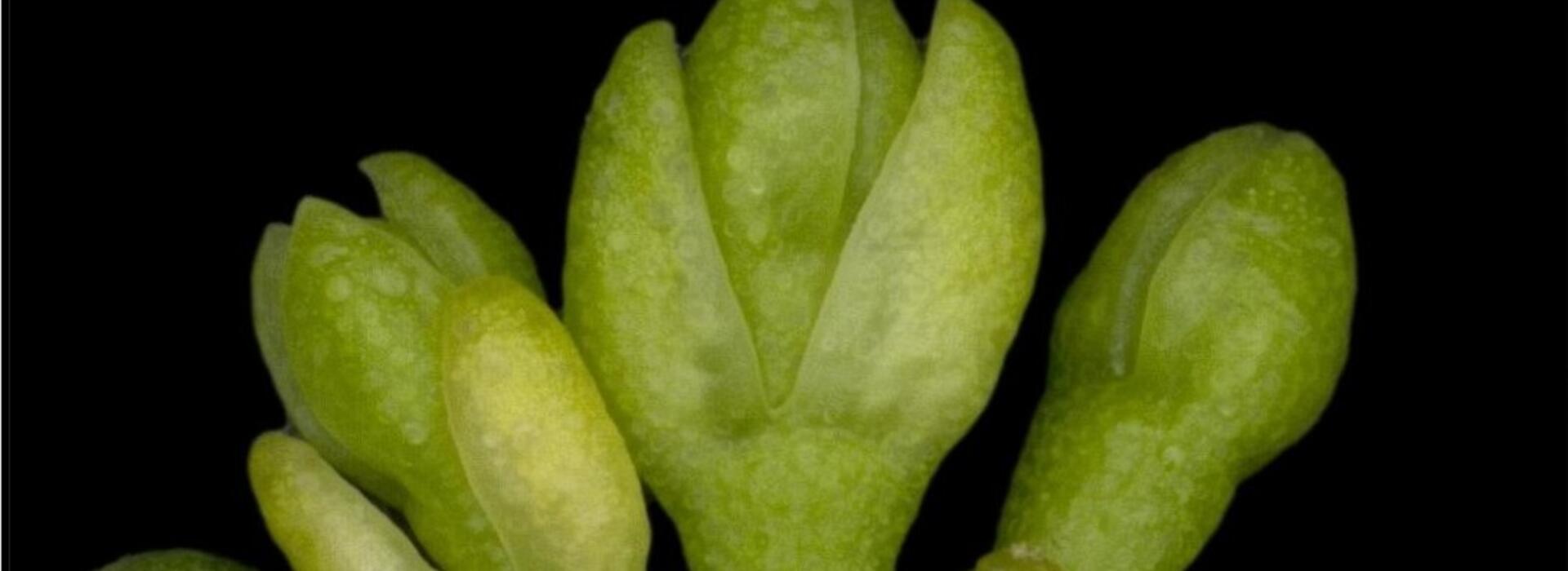 Eucalypt buds