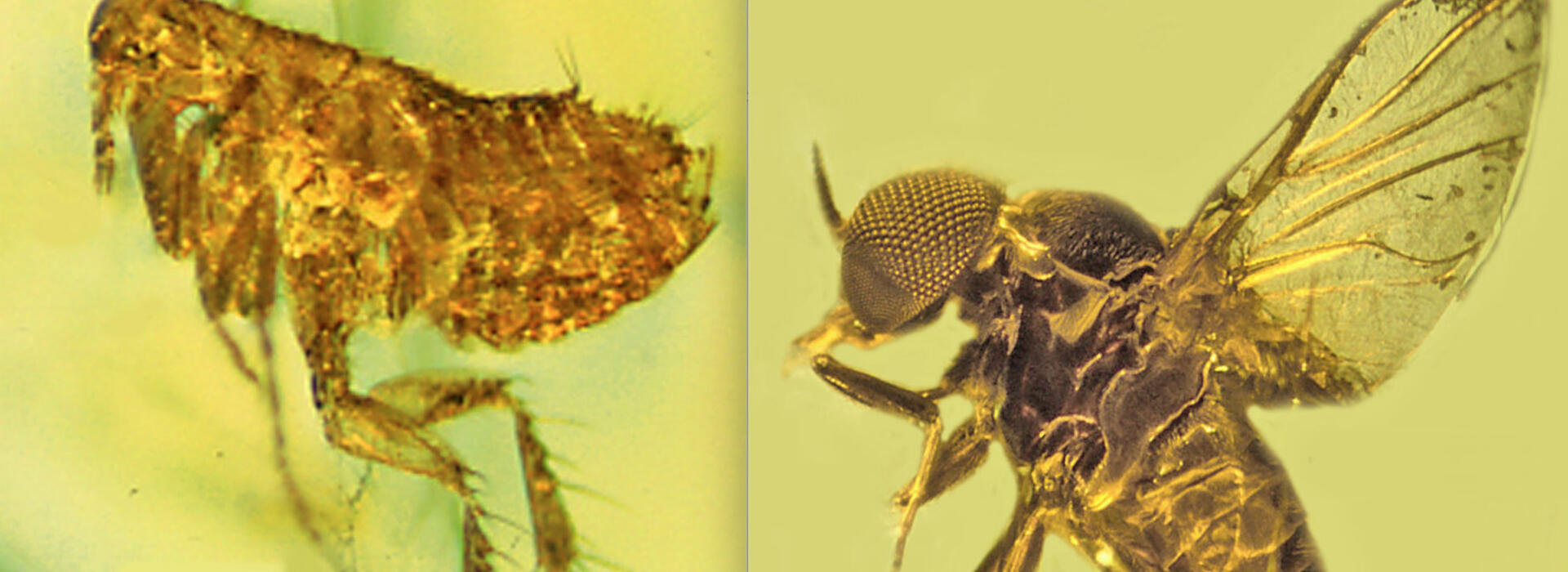 Amber fossils