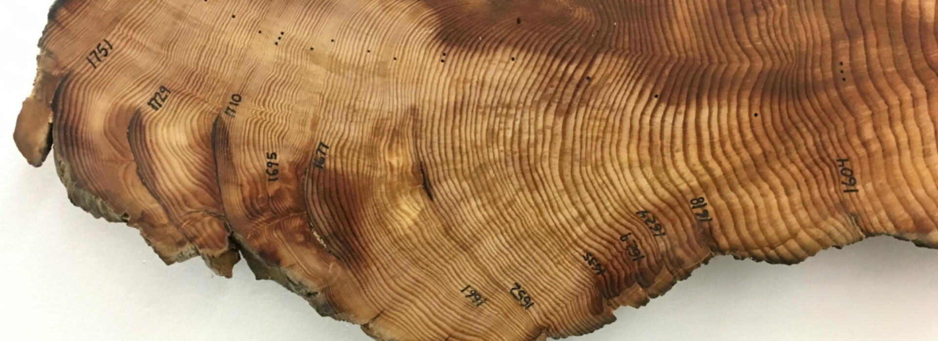 Tree rings