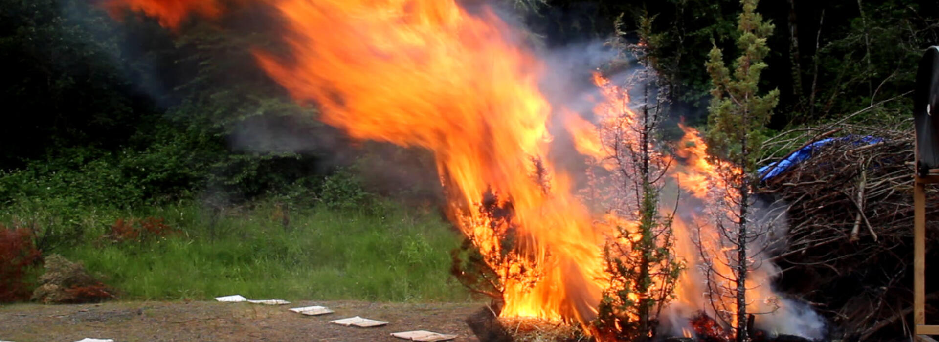live-fuel wildfire test