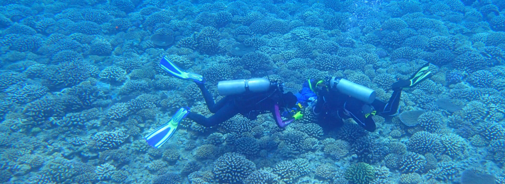 Cauliflower corals