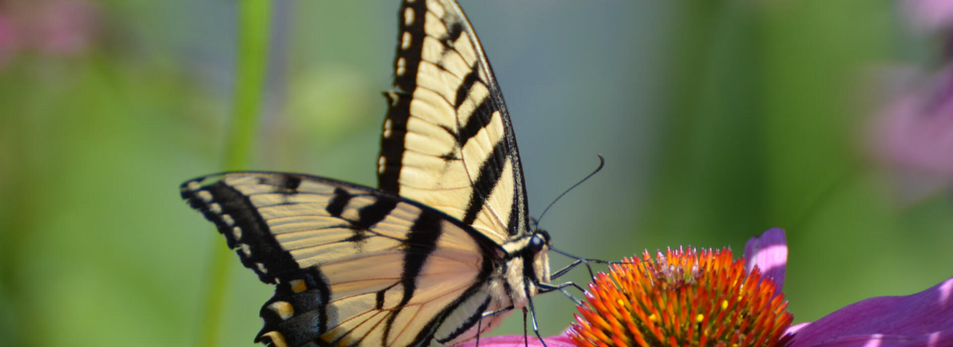 swallowtail butterfly
