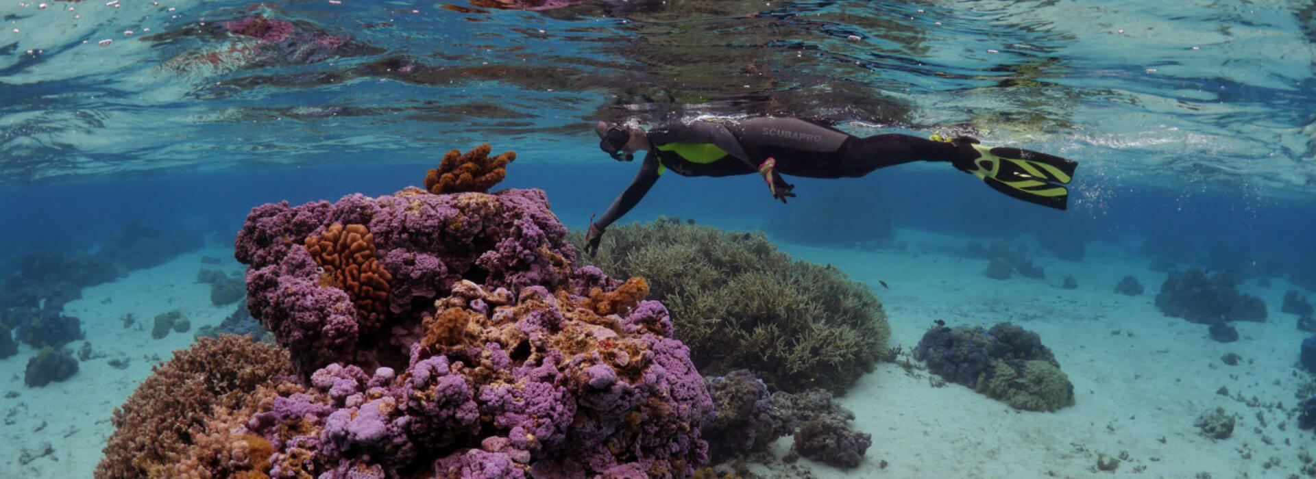 Coral diving
