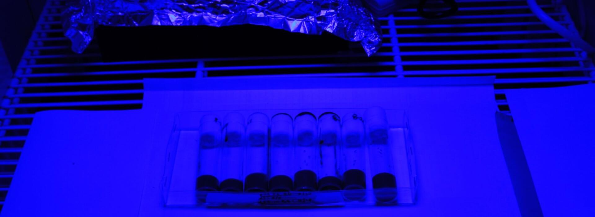 Flies under blue light
