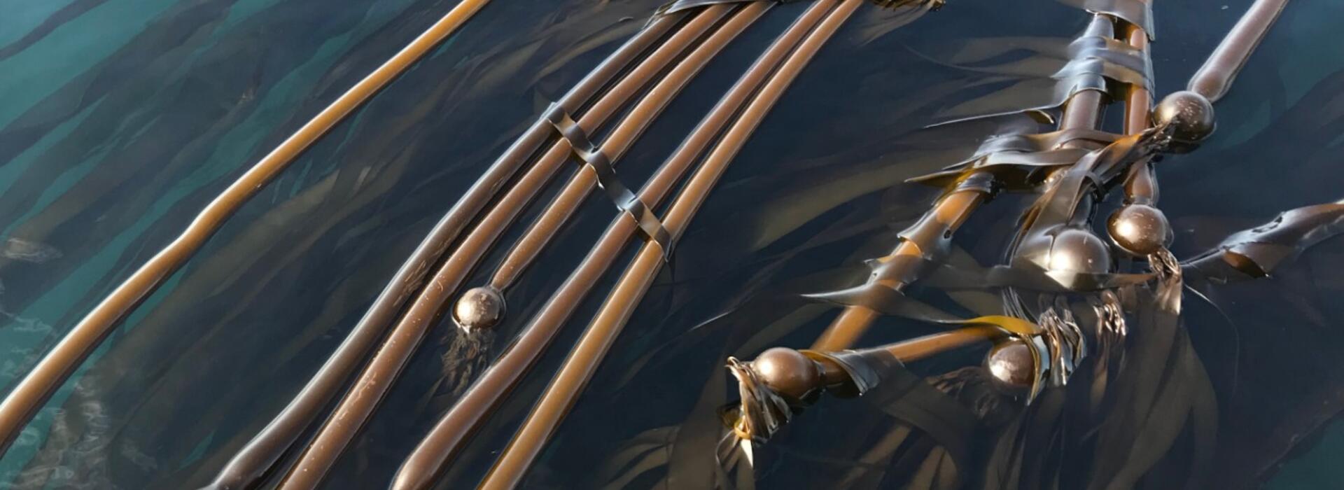 Bull kelp