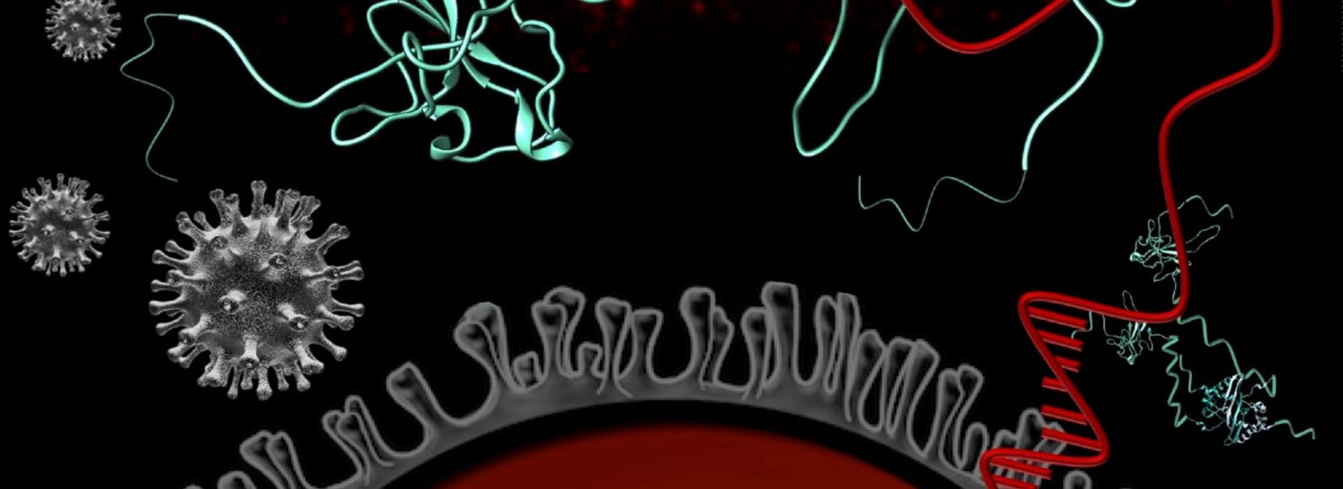 N protein image