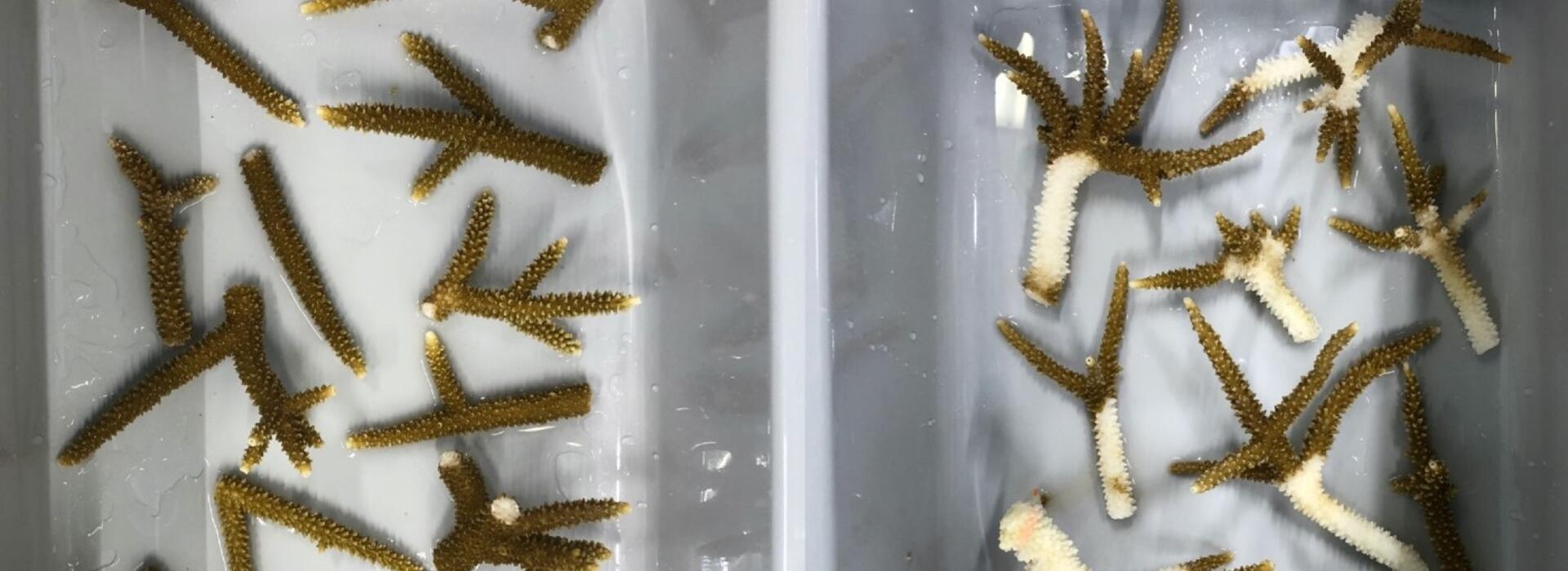 Healthy, left, and diseased corals