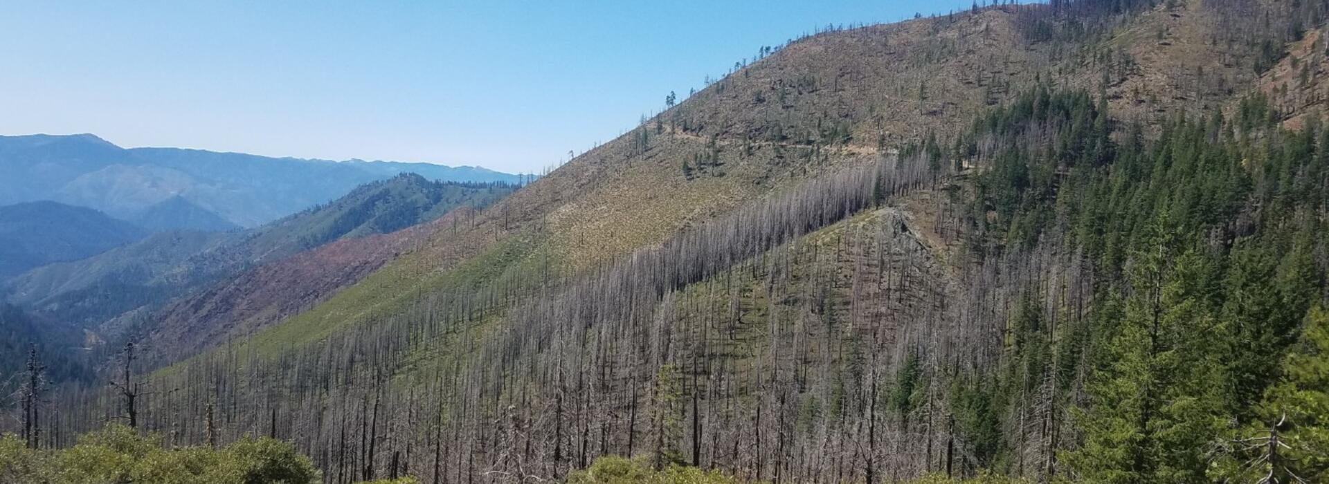 Fire refugia