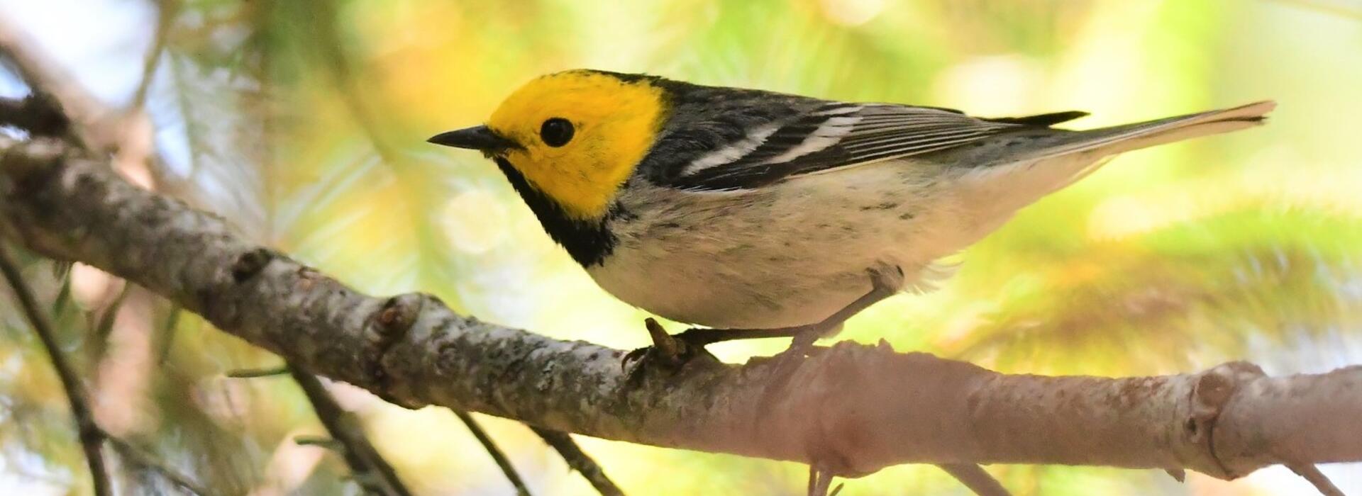 Hermit warbler