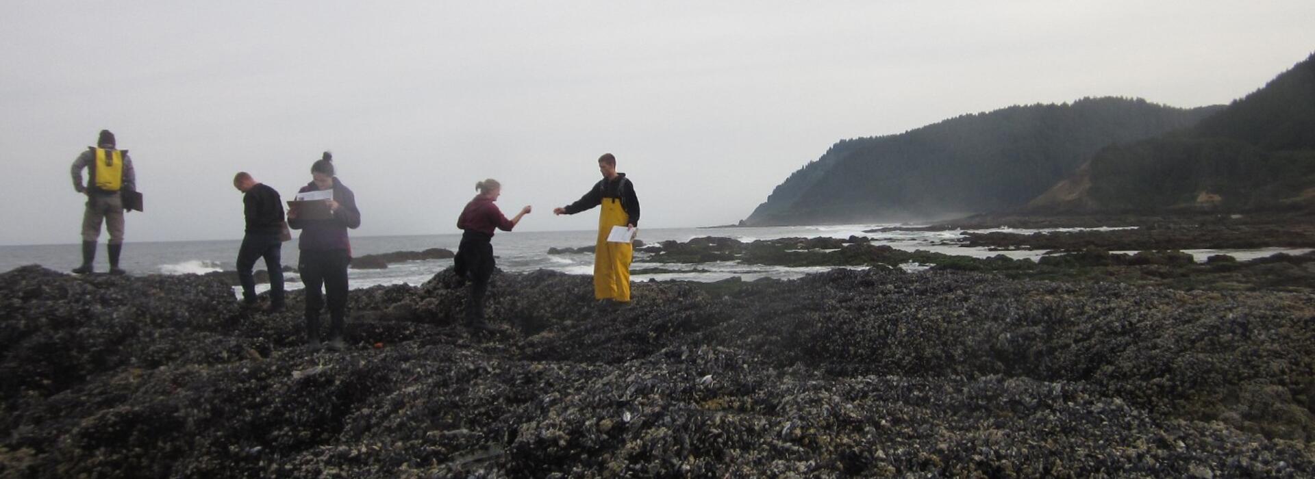 Oregon rocky intertidal zone