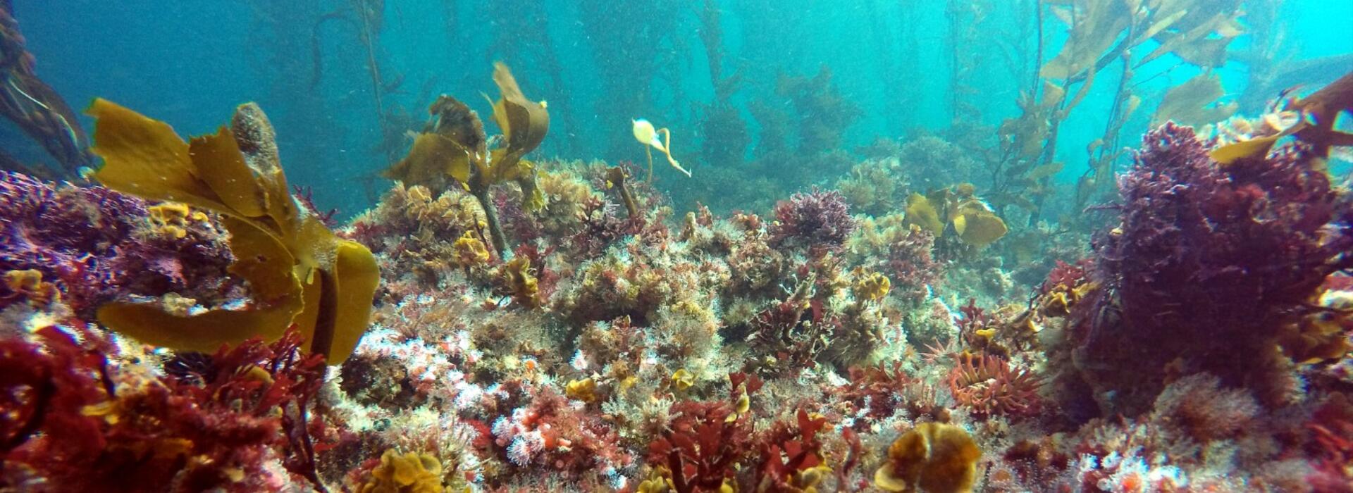 Kelp-urchin mix