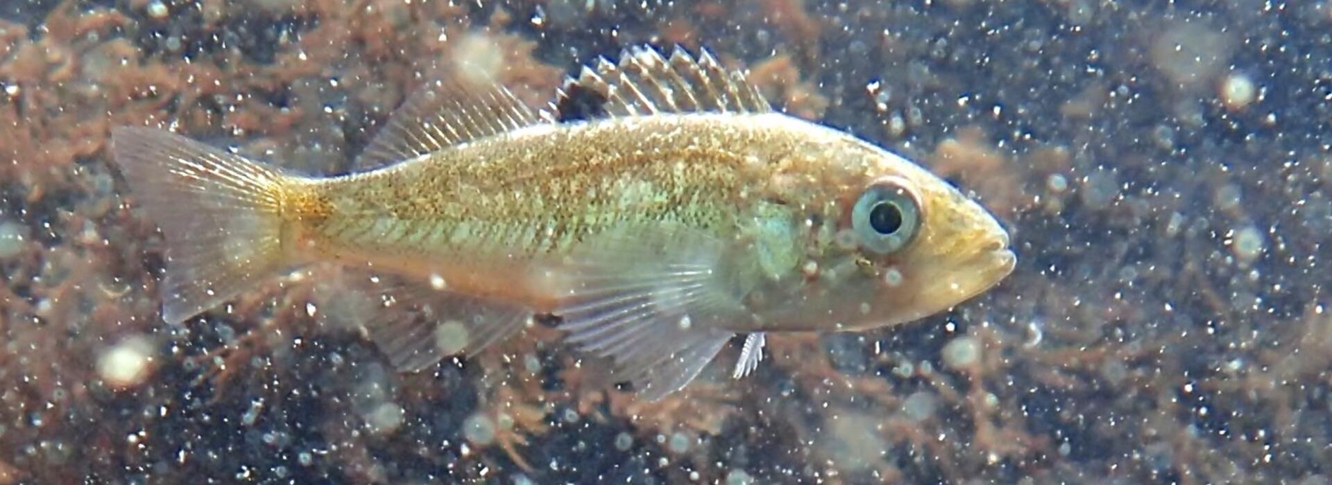 Juvenile black rockfish, photo by Will Fennie