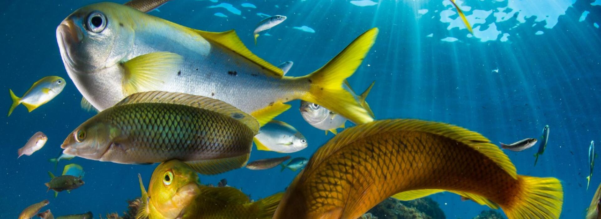 Reef fishes
