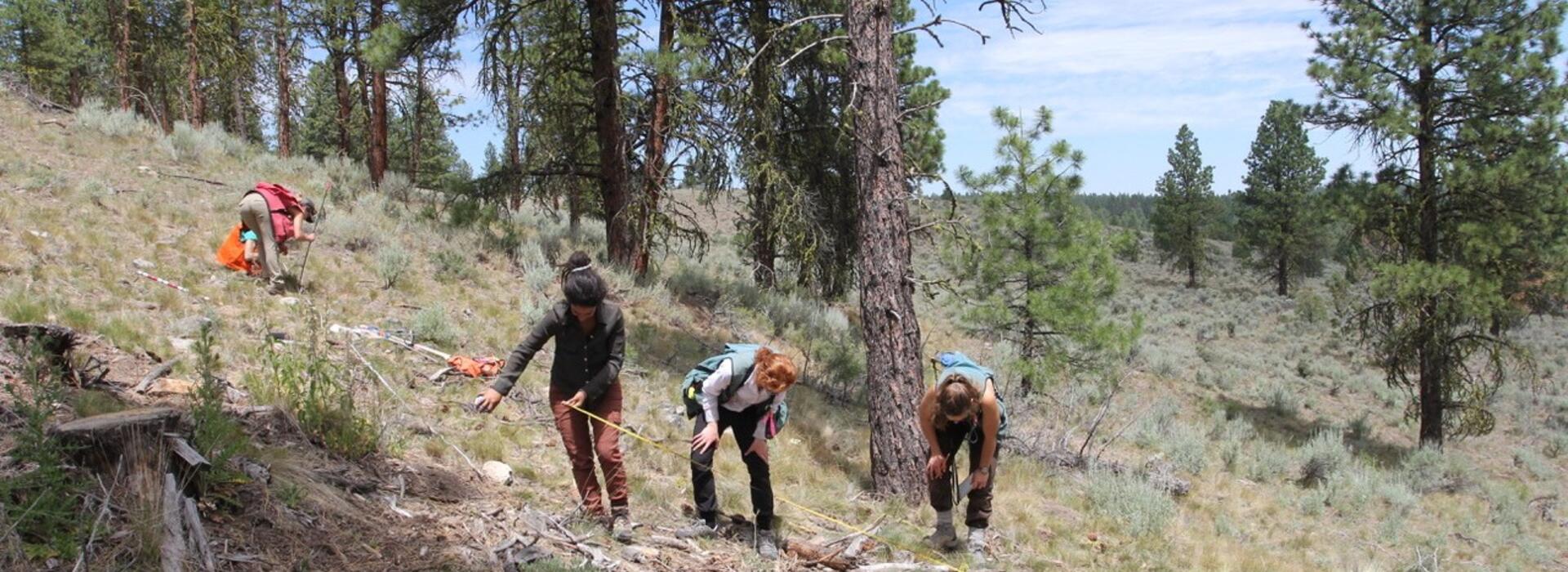Forest fuels monitoring