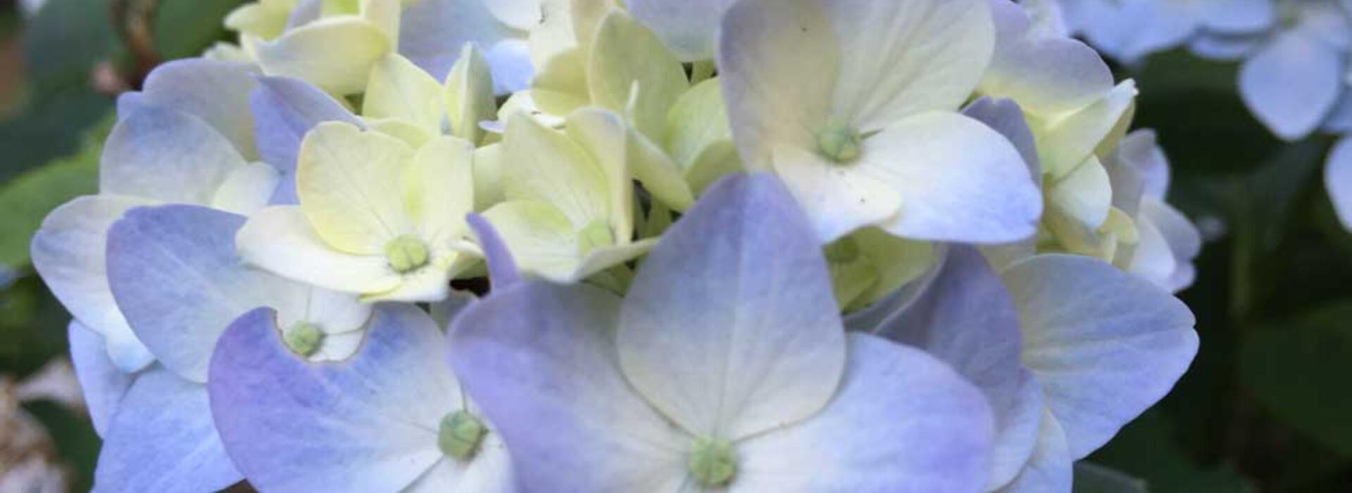 Hydrangea